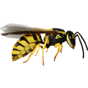 Wasp PNG-74582